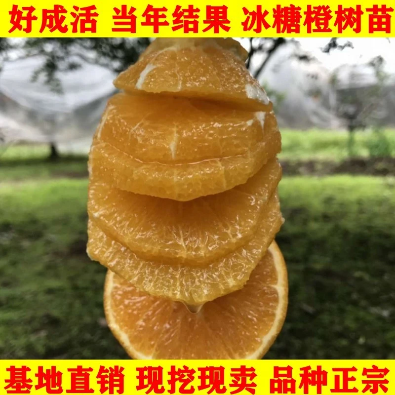 新品种果树苗脐橙苗橙子树苗嫁接苗赣南橙树苗冰糖橙树苗当年结果