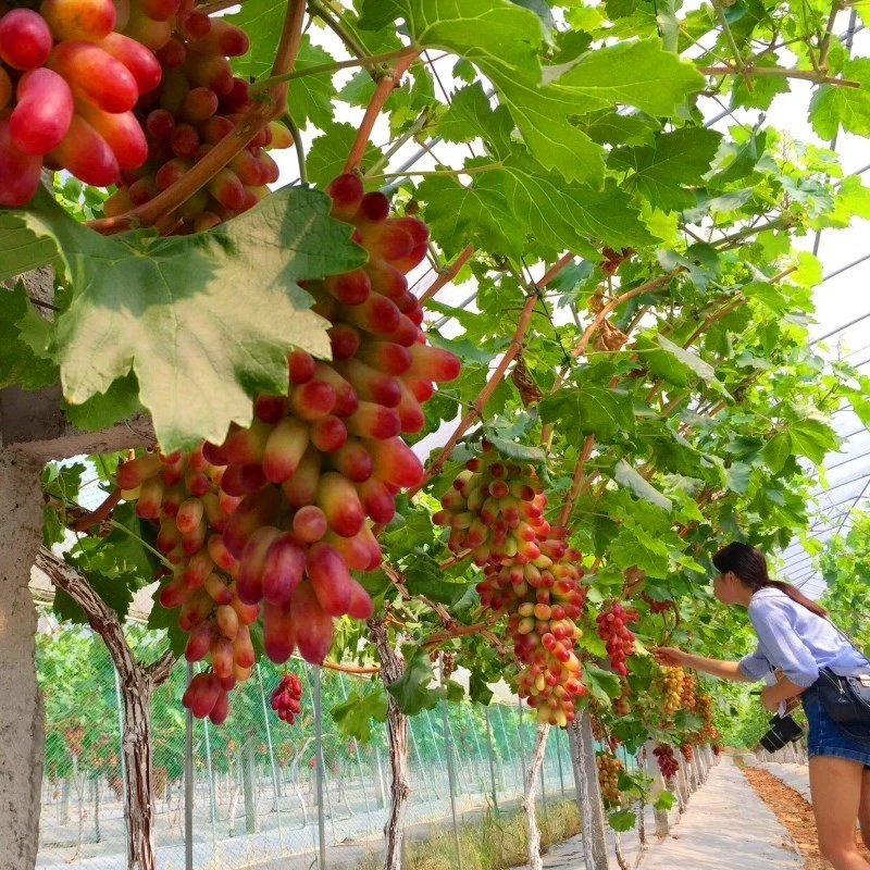 巨峰葡萄苗大蓝宝石葡萄树苖果树果苗南北方种植爬藤盆栽当年结果