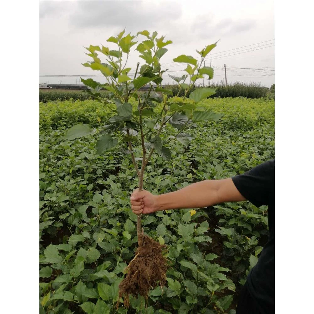桑葚树苗果苗盆栽地栽当年结果南方北方种植四季食用大果桑果桑苗
