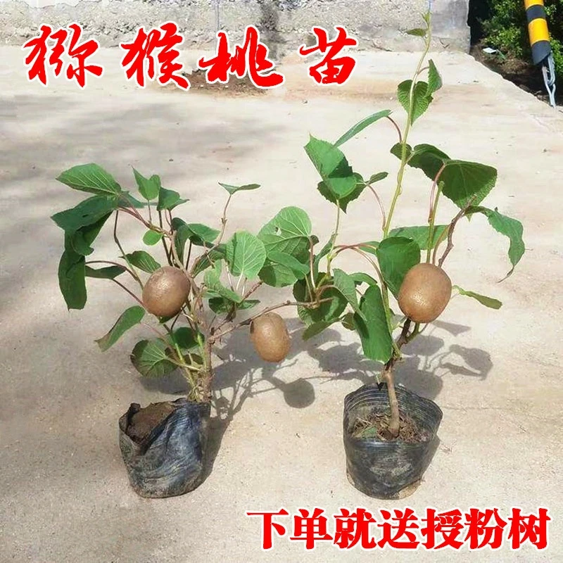 红心猕猴桃树苗南北方种植嫁接果树苗盆栽地栽当年结果弥猴桃苗