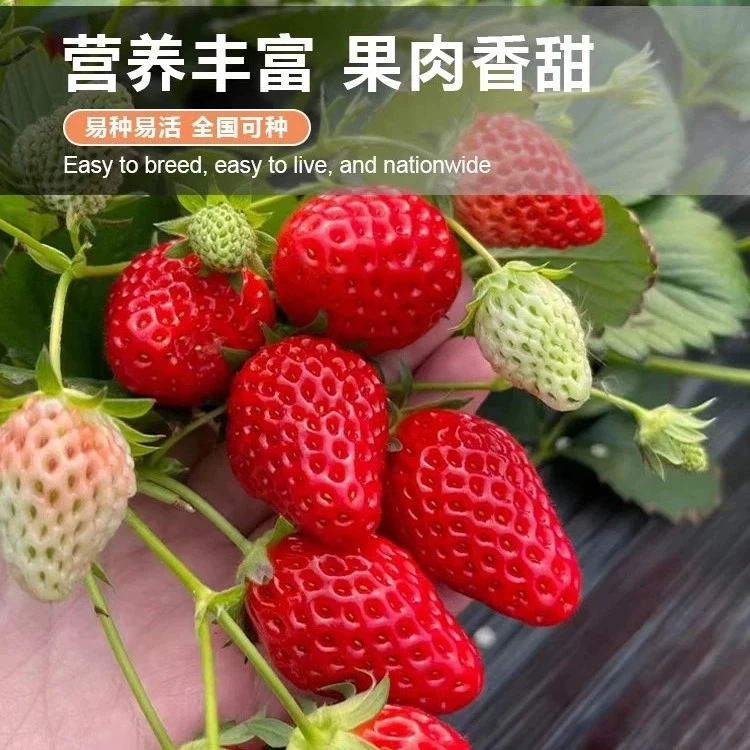 四季奶油草莓种子食用香甜大果草莓新手易种阳台盆栽水果蔬菜种籽