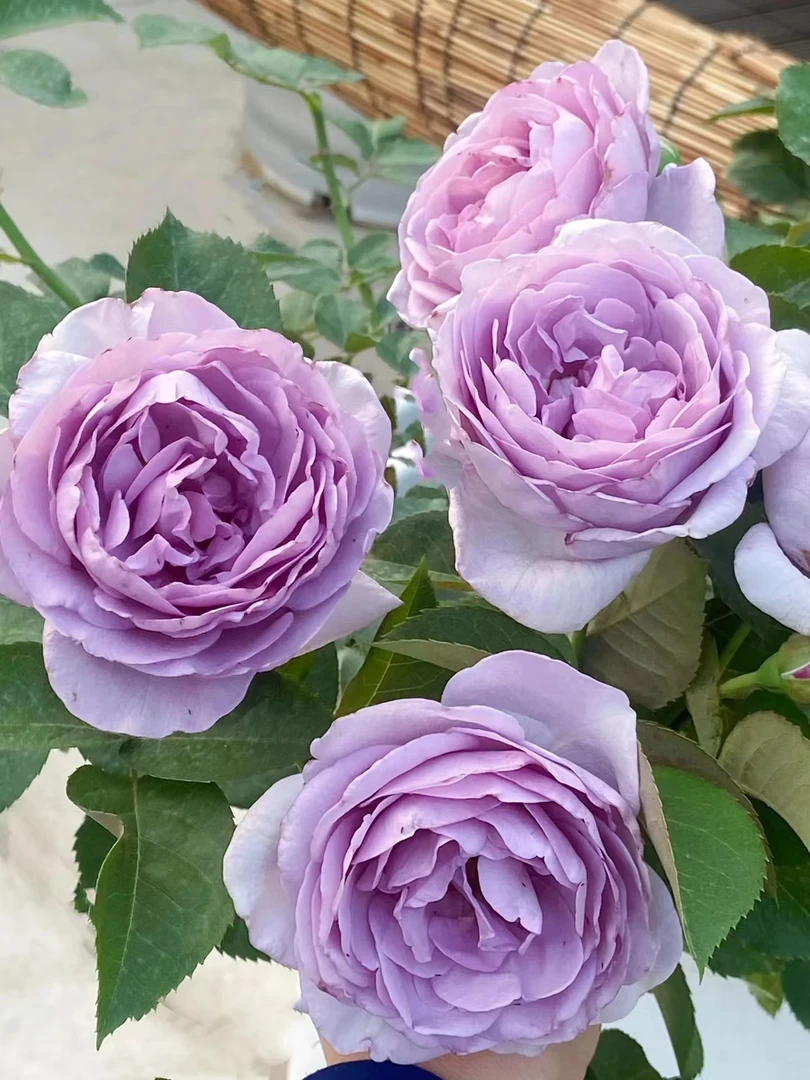 【蓝色风暴】四季开花紫蓝色大花浓香型微爬藤阳台庭院月季盆栽