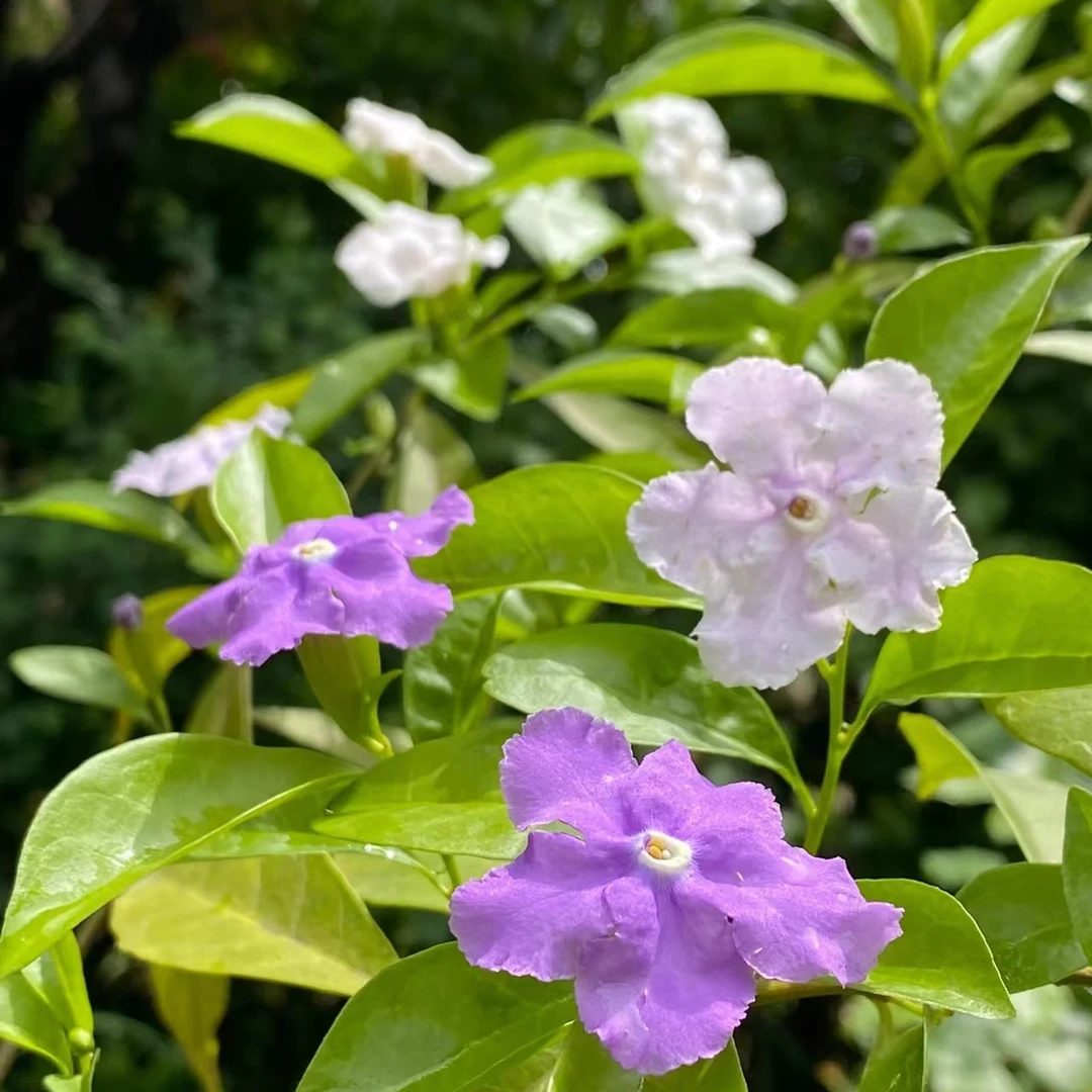【鸳鸯茉莉】皮实好养一花双色花期长香味浓郁怡人耐热抗病性强