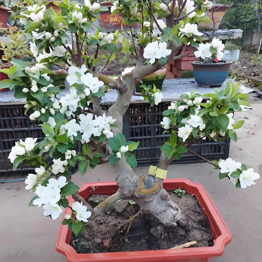 海棠东红果一季赏花三季赏果