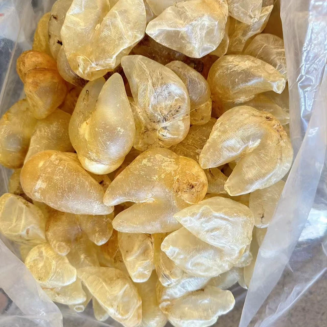 35-45头 鸡泡胶 鱼胶 缅甸