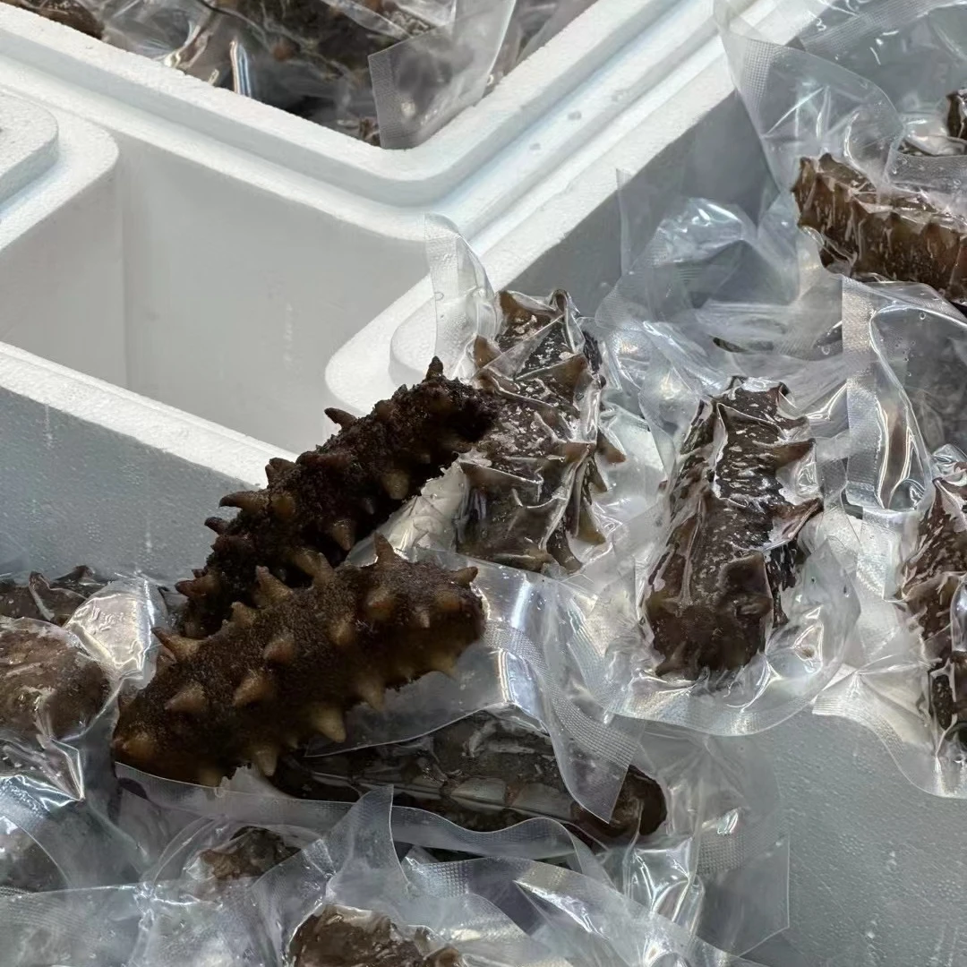 大连国标六排刺辽参 发好即食 一斤10条