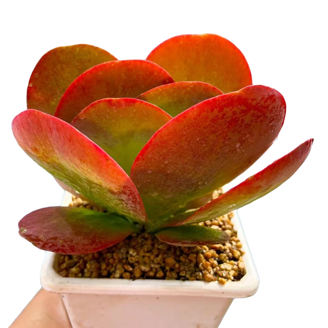 【蝴蝶唐印】  带盆土发货  大漂亮多肉 多肉植物