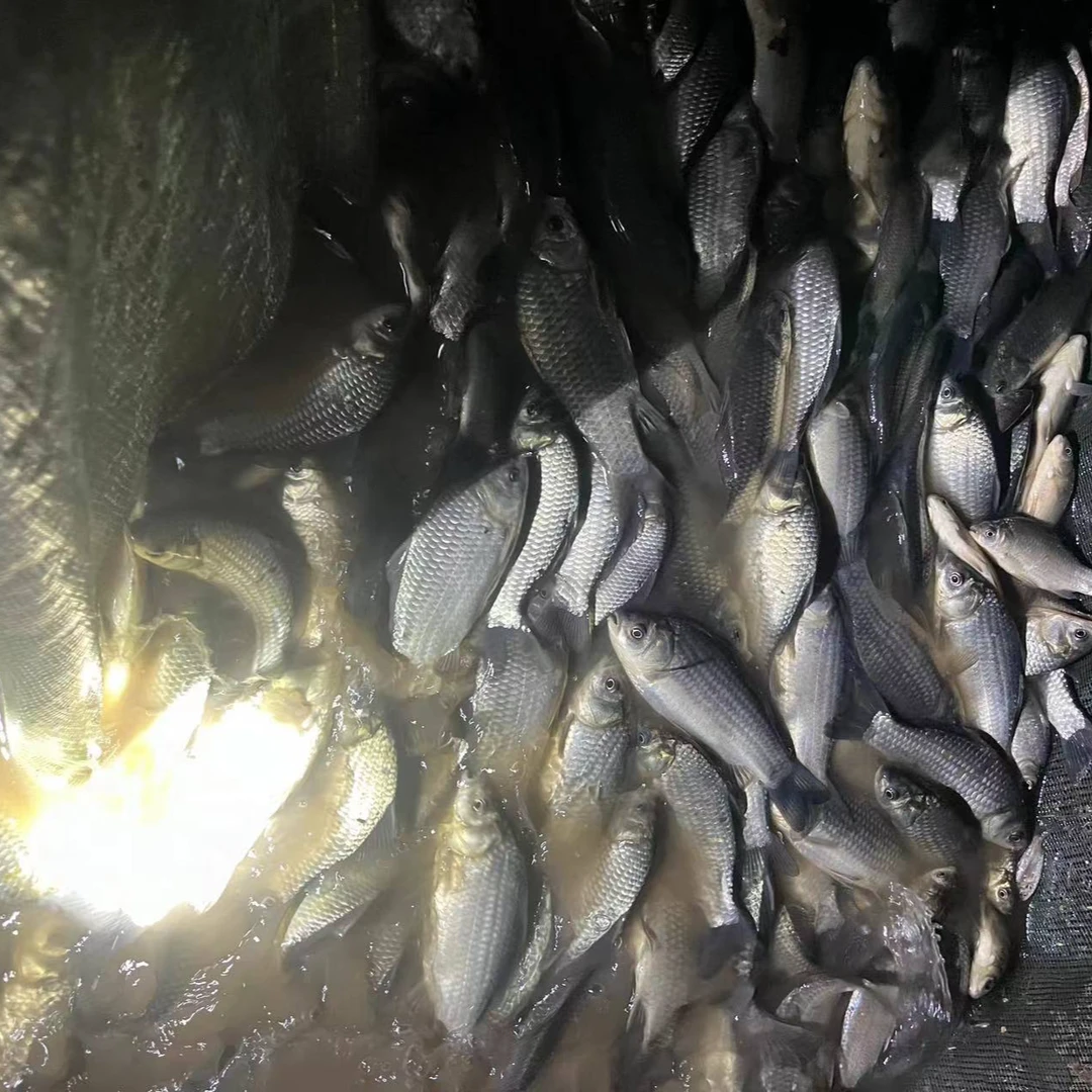 【顺丰包邮】湖南土鲫鱼新鲜孕妇下奶月子炖汤补钙活鱼现杀冷链