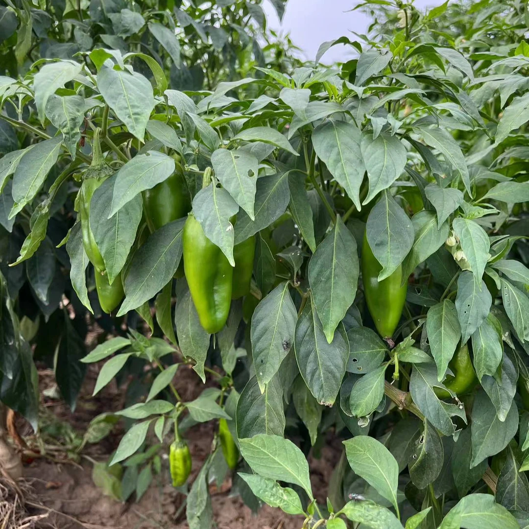 湖南常德薄皮宝宝辣椒精选装微辣不辣虎皮青椒擂辣椒本地辣椒