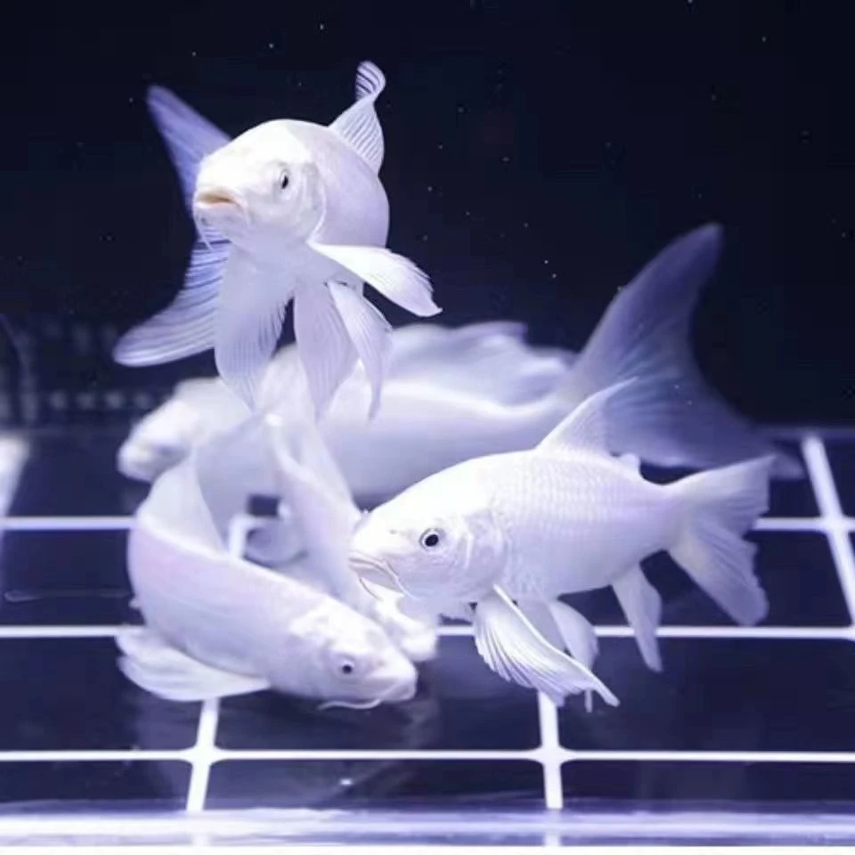 401-500号渔场直销普身各种颜色蝴蝶鲤包邮包开箱活