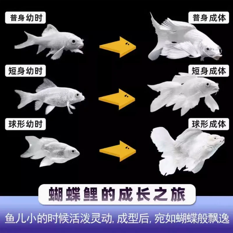 1-100号渔场直销普身各种颜色蝴蝶鲤包邮包开箱活