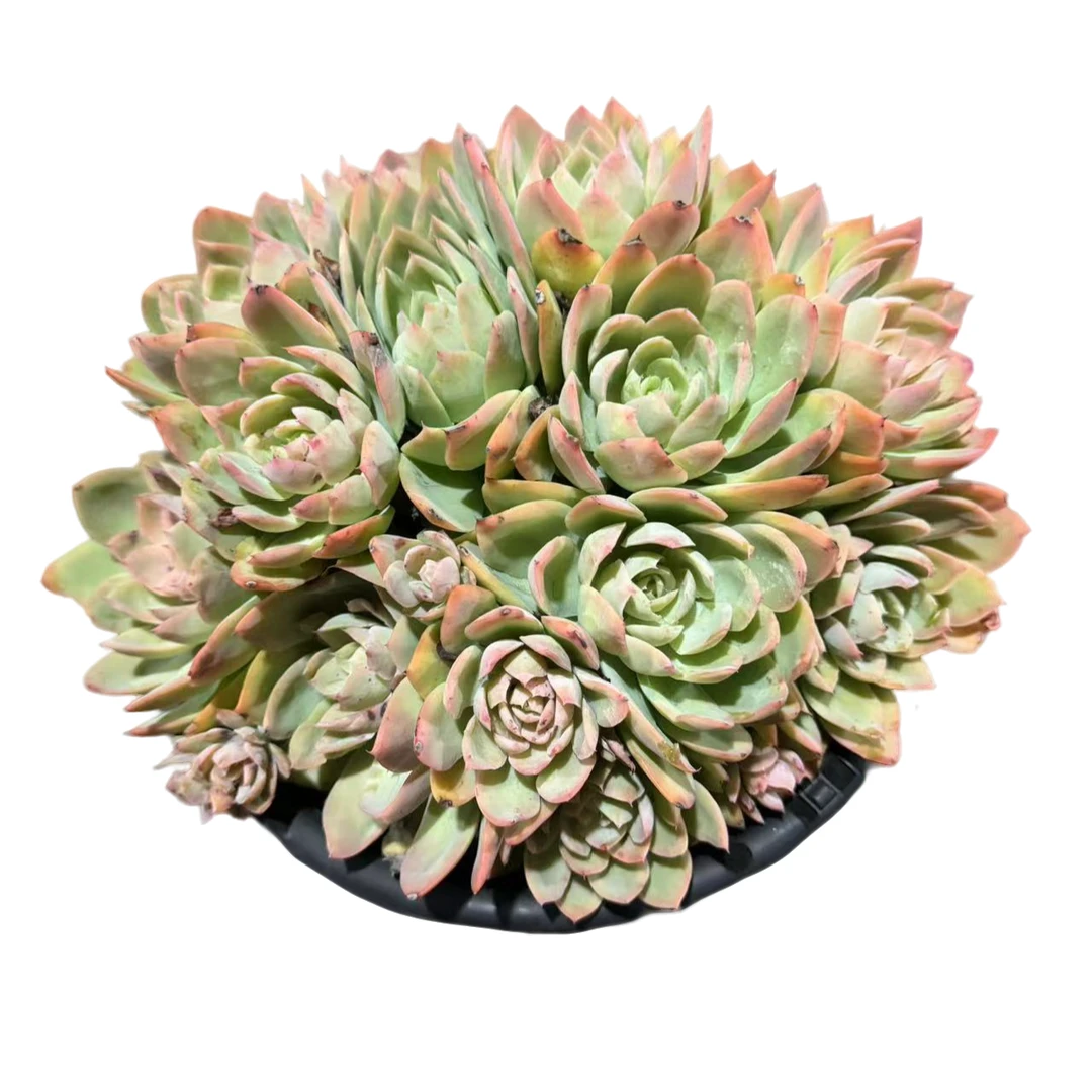 280杯丝绸面纱多肉种植优选精选发货售后基地自产自销