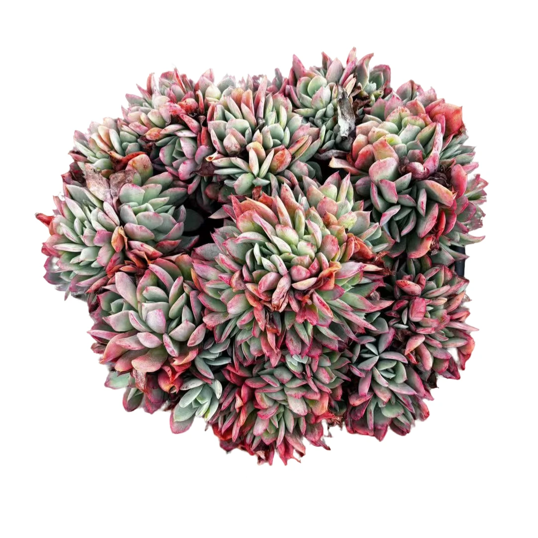 绮罗仙子缀化多肉植物种植优选精选发货售后基地自产自产自销