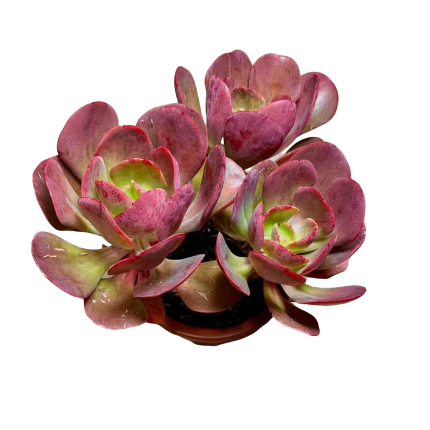 多头大号大唐玫瑰（双头起）多肉植物种植优选精选发货