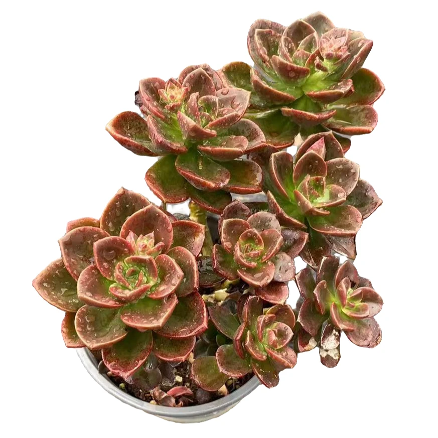 巧克力基地多肉种植优选精选发货售后基地自产自销