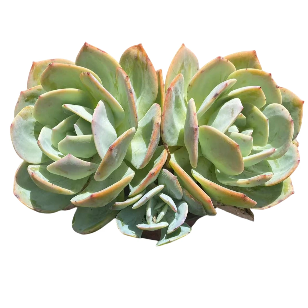 地栽血凤多肉植物种植优选精选发货售后基地自产自销