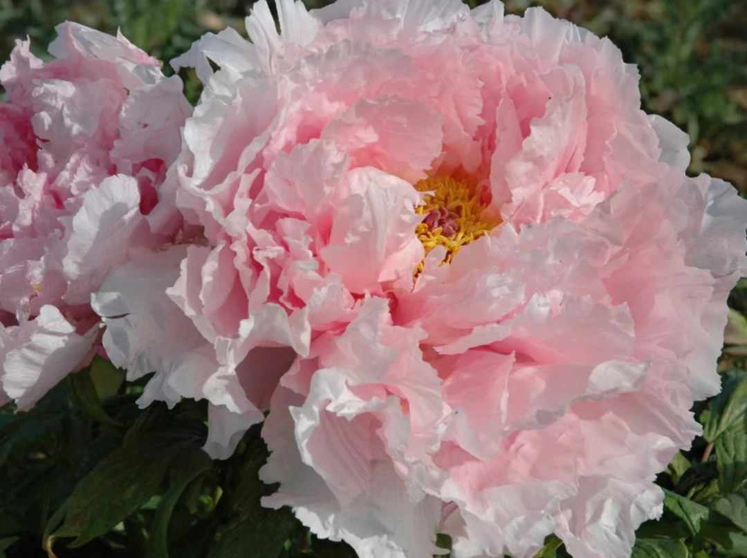 牡丹【梨园春】粉糯娇羞 精品苗现挖现发 产地直发 开花