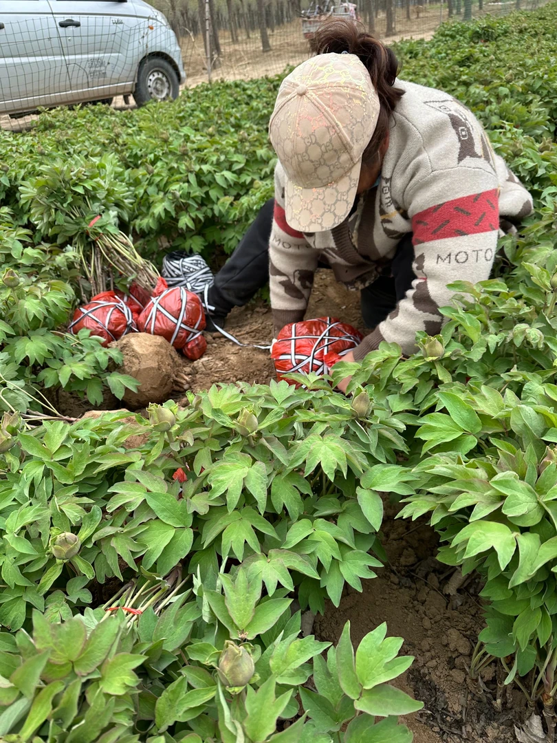小苗【新手入门·品种选择】牡丹 先发花肥  秋季发苗