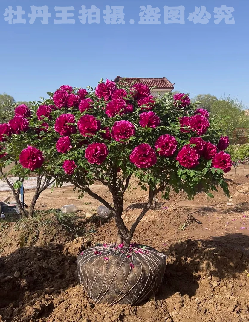 牡丹【99年牡丹古树】可出嫁 别墅庭院 设计