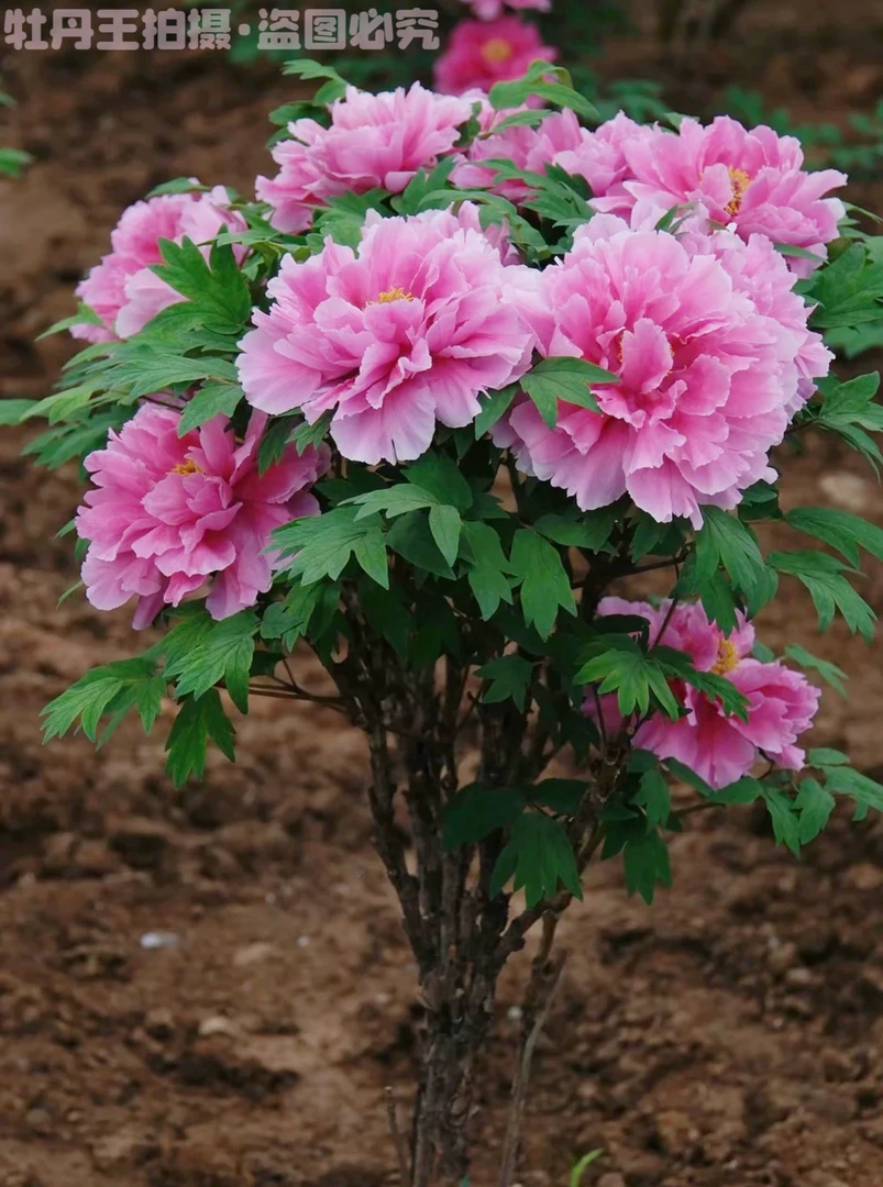 牡丹【粉花王】货量少 抓紧拍 现挖现发