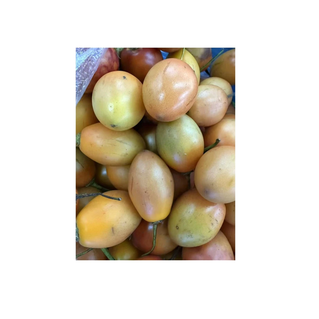 新鲜树番茄番茄同城配