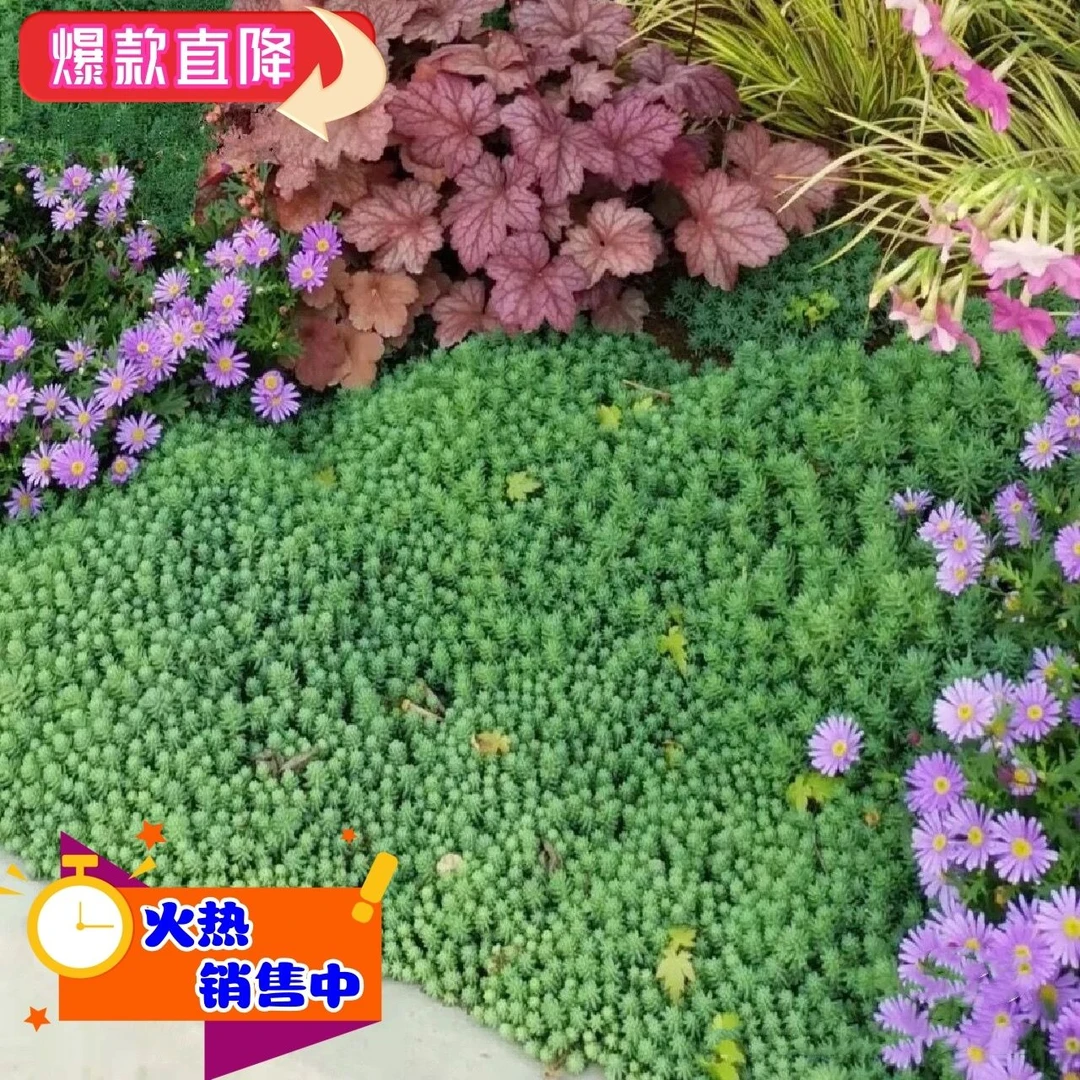 中华景天薄雪万年草地被绿化鲜活生长清新常绿可爱植物多肉