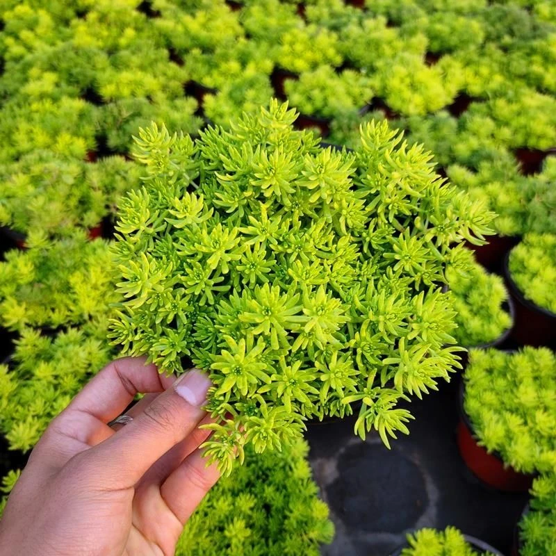 黄金佛甲草地被植物不死草可四季观叶盆栽庭院绿化绿植耐热耐寒