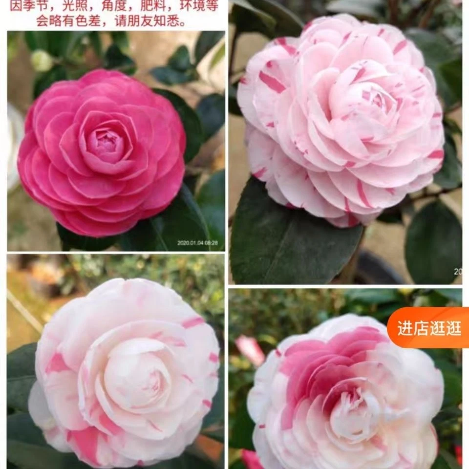 品种茶花四季盆栽树苗带花苞室内花卉阳台苗好养绿植四季长青精选