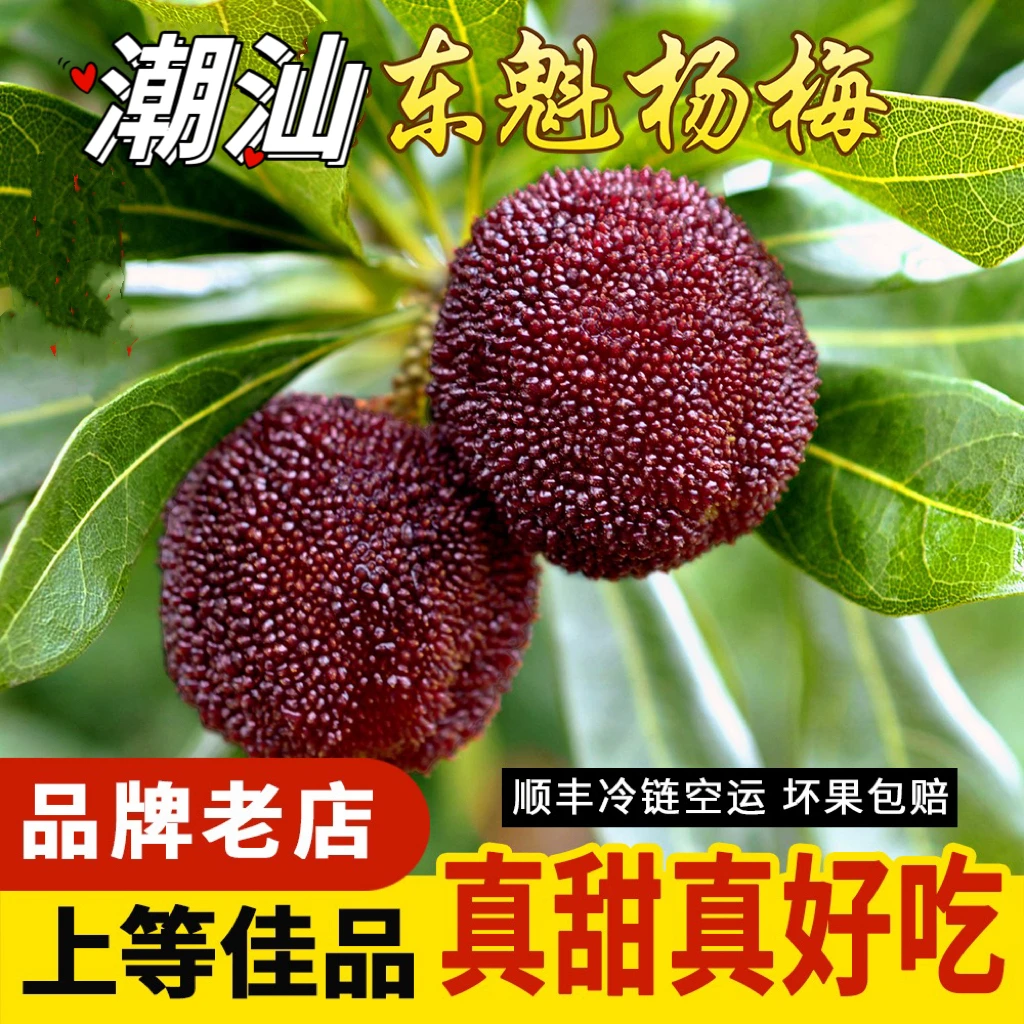 【超甜】潮汕杨梅新鲜现摘现发水果当季整箱荸荠杨梅杨梅鲜果