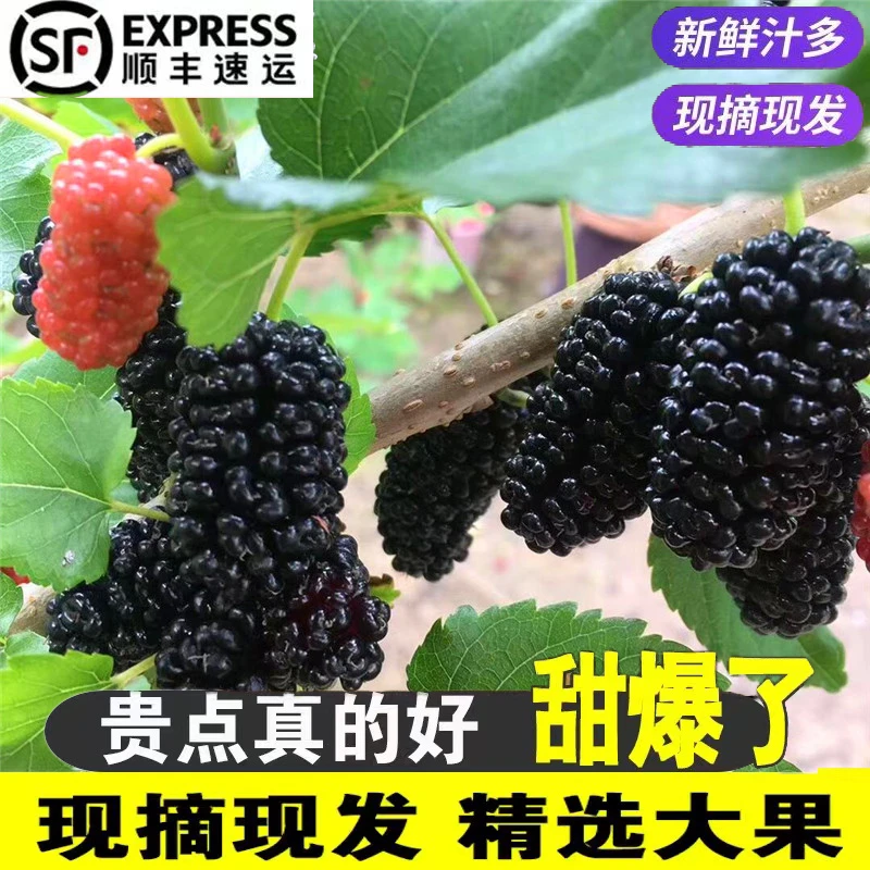 新鲜桑葚纯天然自然成熟桑椹新鲜现摘现发桑果顺丰包邮