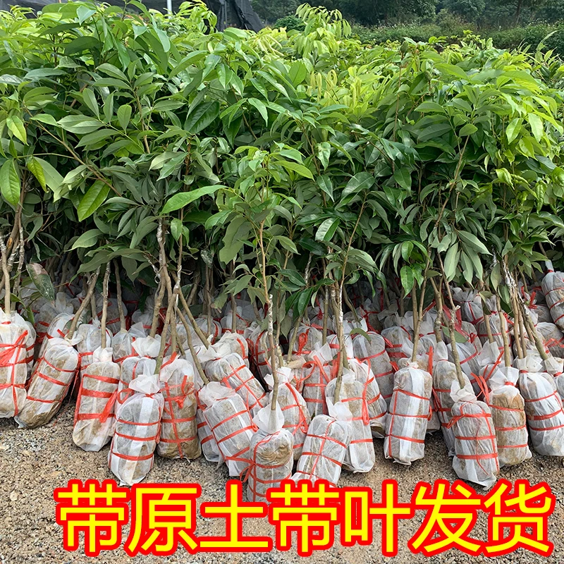 新品种无核荔枝苗带土带叶嫁接桂味盆栽地栽仙进奉早熟南方果树苗