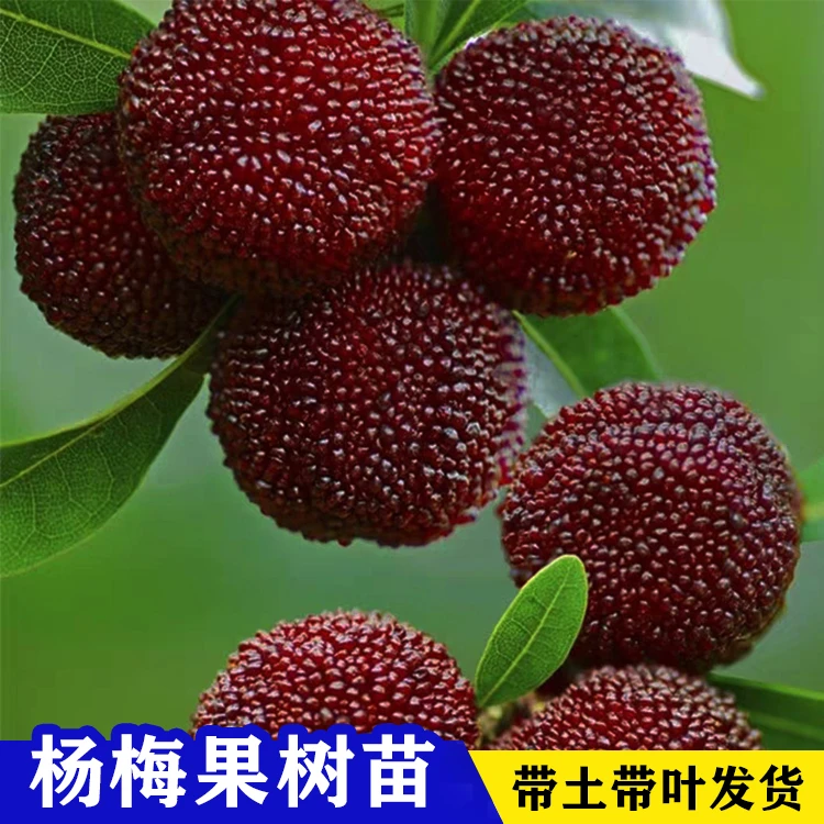 正宗嫁接东魁杨梅树苗耐寒南北方种植果树苗黑炭杨梅 盆栽地栽苗