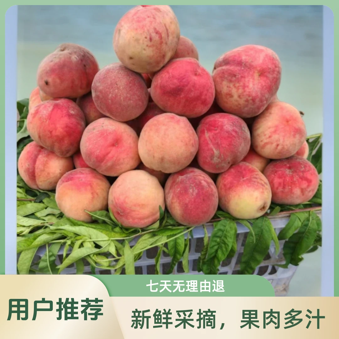 水蜜桃（红不软）自家果园 新鲜采摘 应季水果 脆口可甜