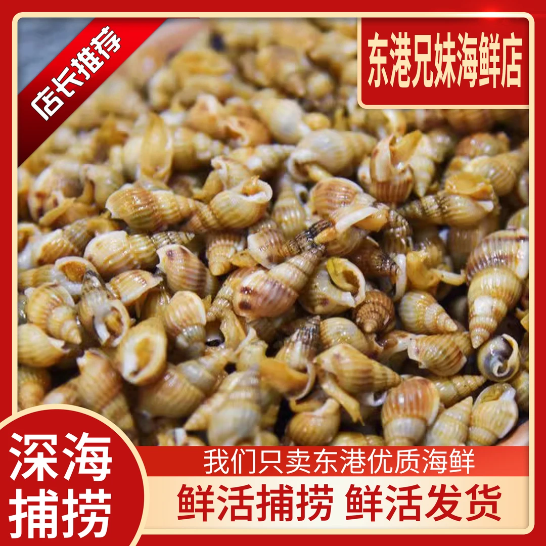 【东港特大海锥】海锥 海瓜子 海螺丝 3斤/2斤 鲜活发货 顺丰包活