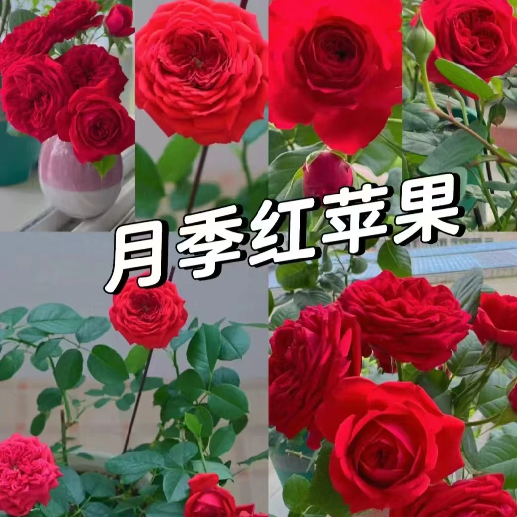 (红苹果）月季盆栽带盆带土花开四季