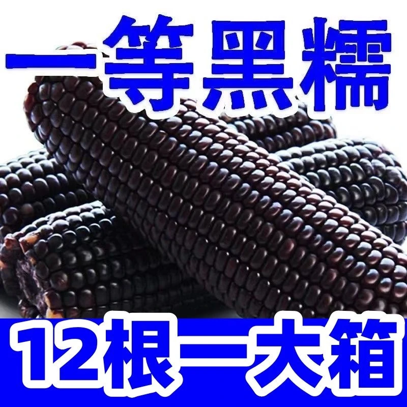 【支持试吃】24年10+2根东北头茬黑糯玉米（一箱12根约6斤左右）