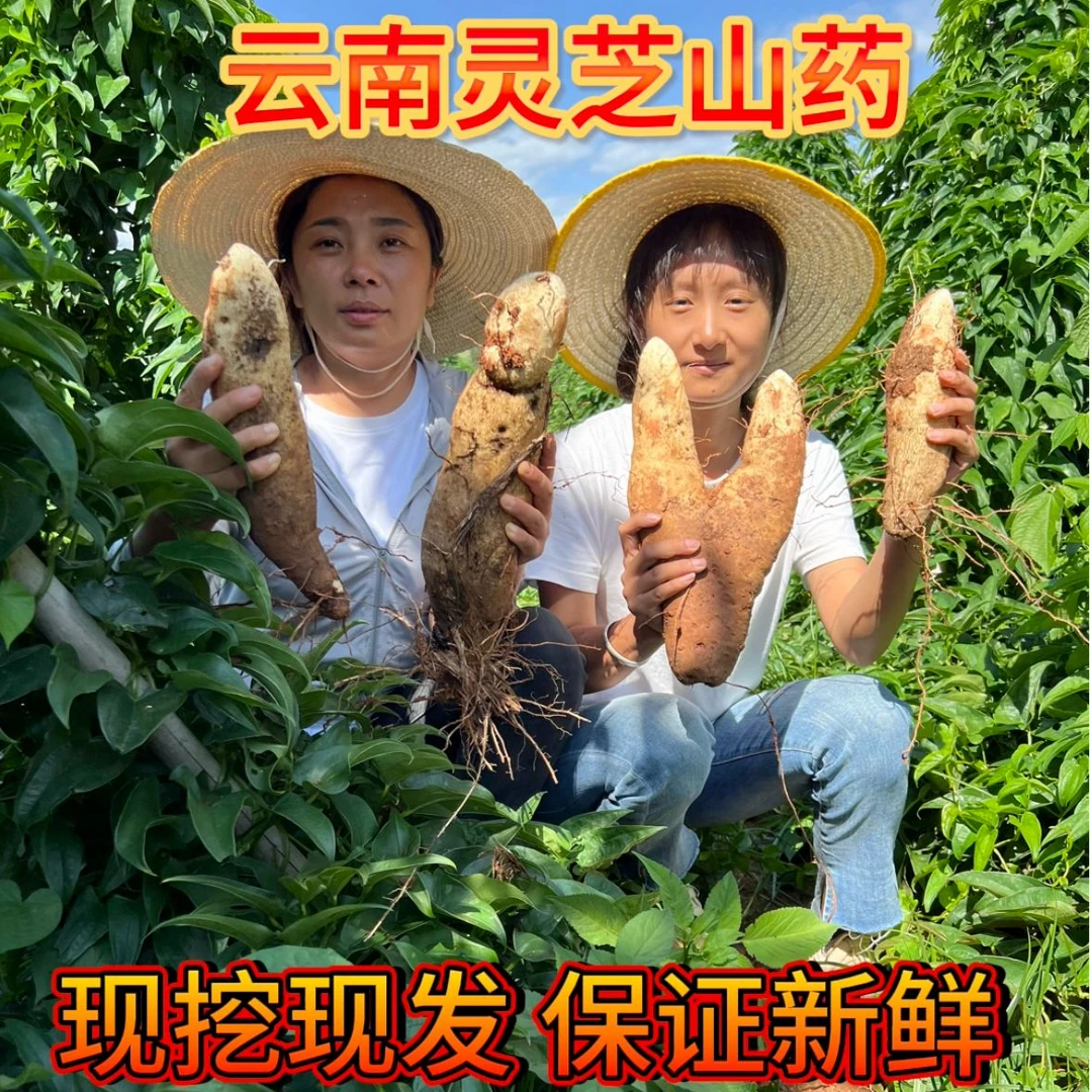 云南老品种正宗灵芝山药粉面软糯现挖现发快递包邮非铁棍怀山药