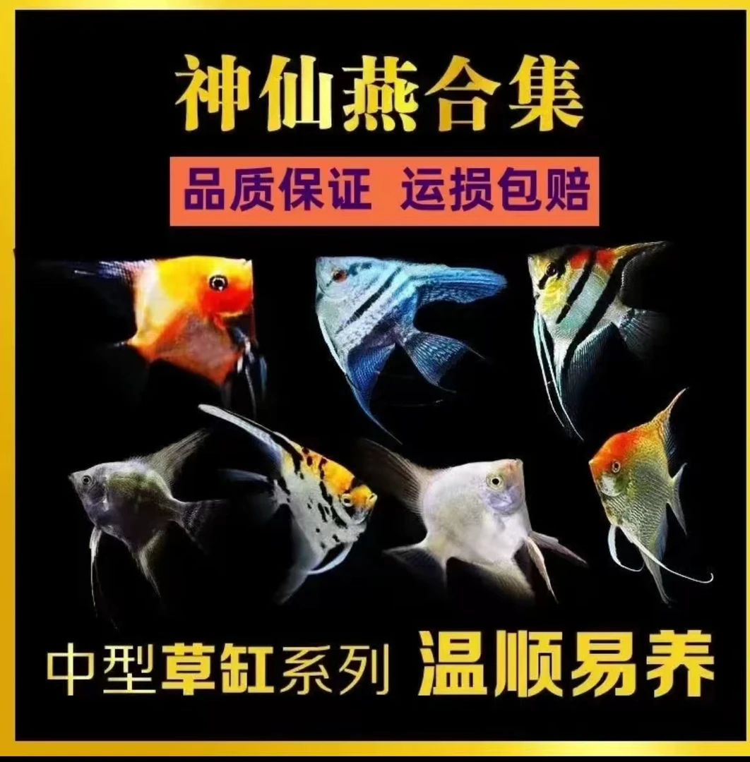 神仙鱼合集便宜三色熊猫燕鱼钻石金顶蓝魔包邮清仓品种随机