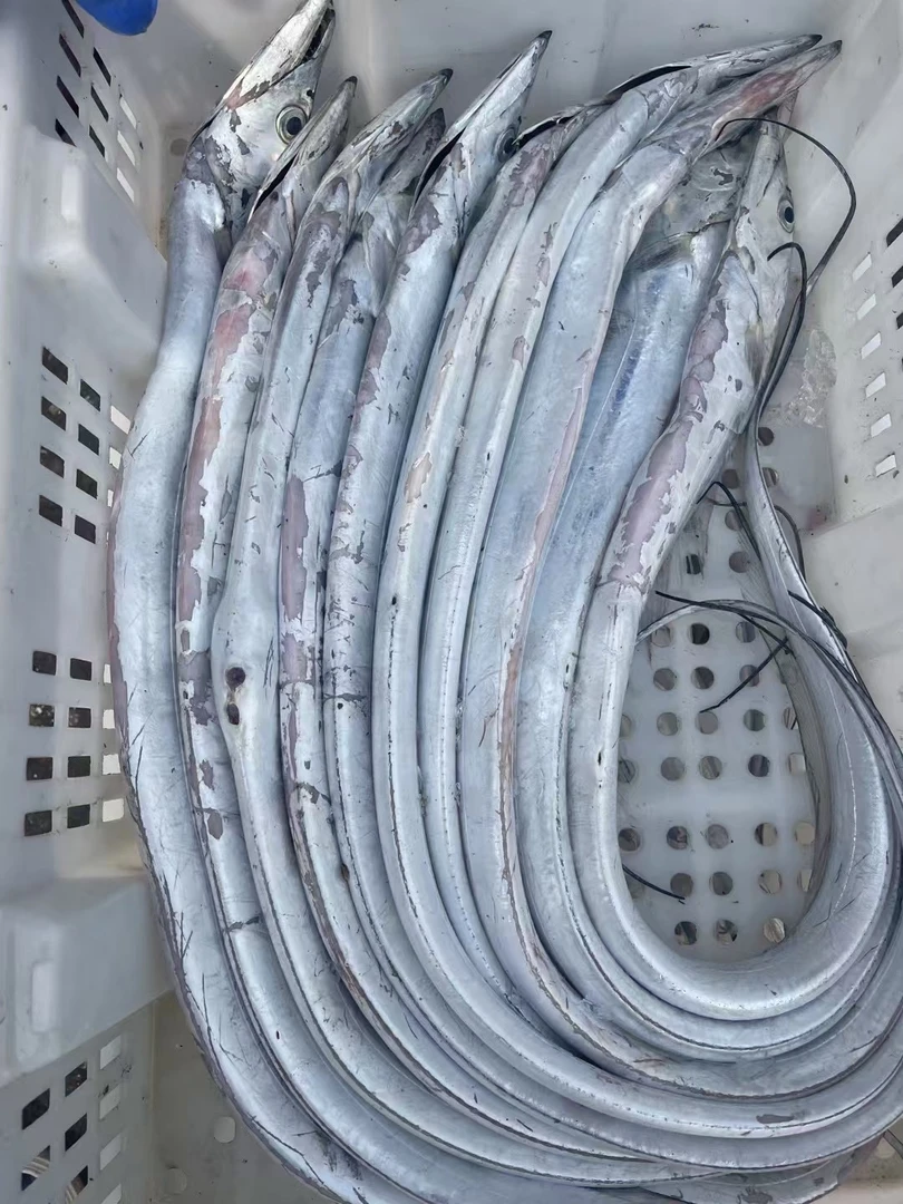 5-7两韩国线小眼睛油带鱼-顺丰冷链发货