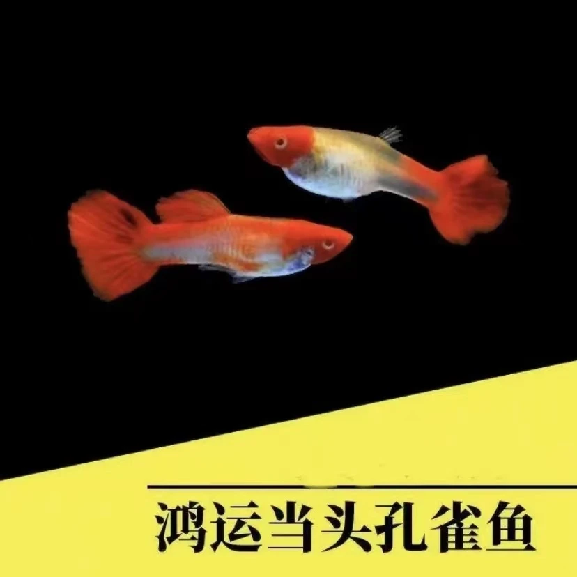 鸿运当头孔雀鱼小型热带活体鱼健康活跃好养好活新手可繁殖