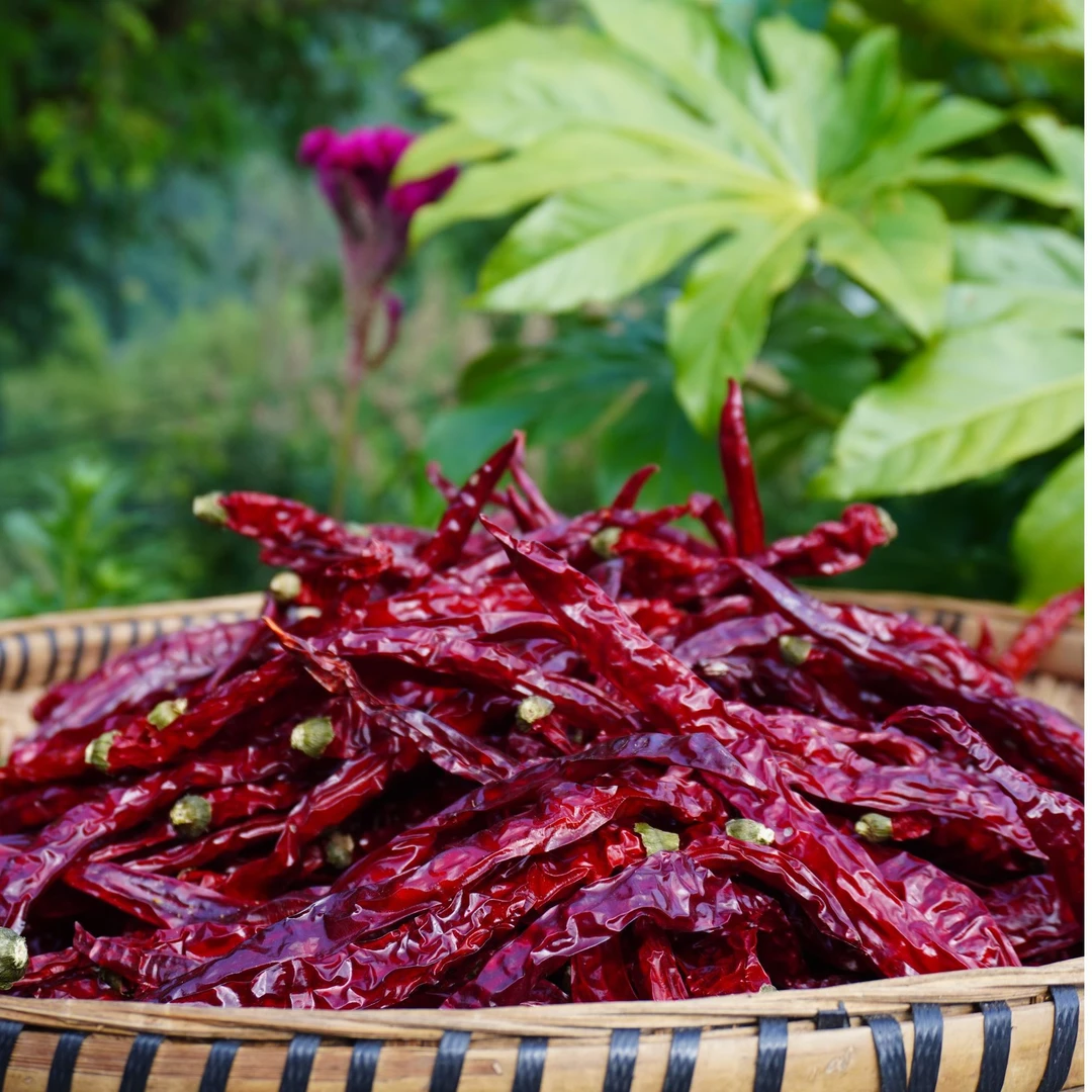 【贵州特产】-二荆条-干辣椒全干产品种植采摘天然新货产地精选发货