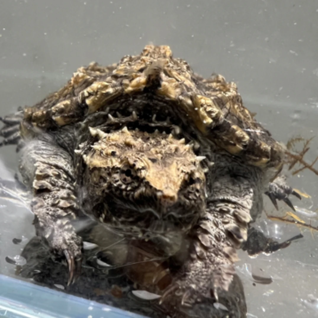 【直播优选2】活体爬宠纯佛鳄爆刺观赏原种小乌龟大头宽嘴