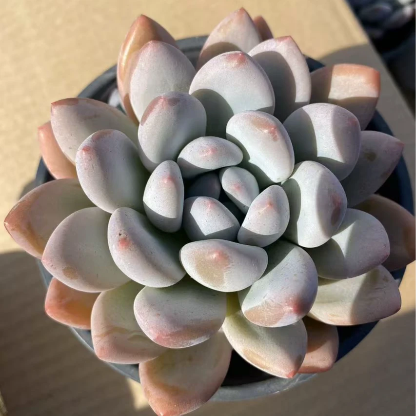 老桩香水  2年小老桩  熊猫多肉（满19包邮）脱土发  庭院美观