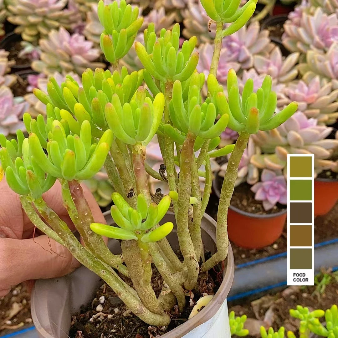 大八千代   熊猫多肉  （满19.9包邮）