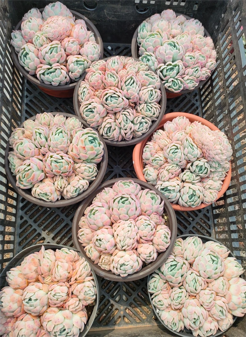 胭脂贝瑞全状态   熊猫多肉 （满19包邮） 庭院美观  净化