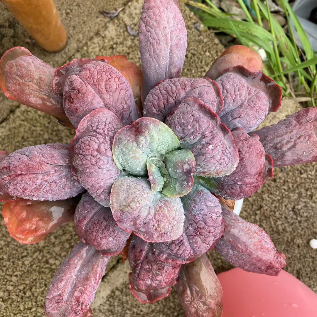 狂野男爵  有个性颜色好  熊猫多肉（满19包邮）脱土发