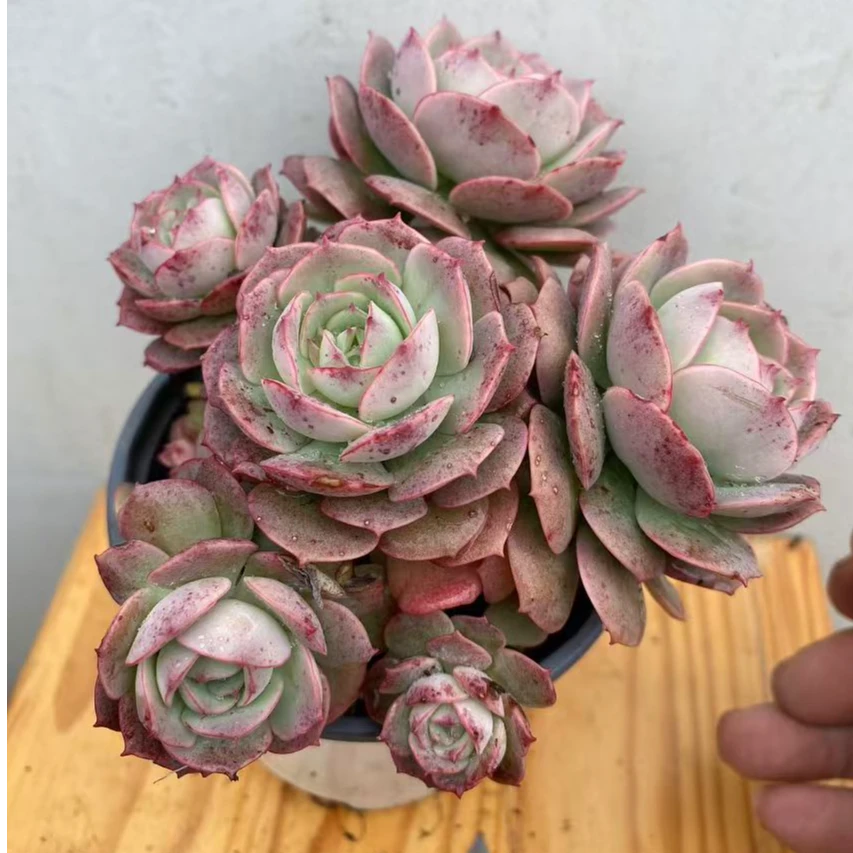 克罗地亚 玫瑰多肉植物庭院美观净化空气好养护满19包邮