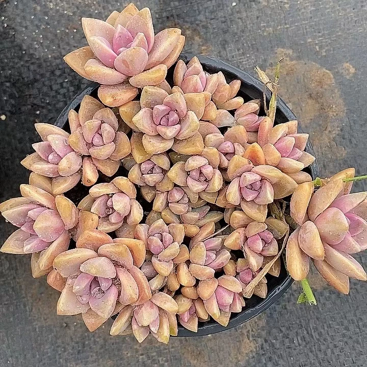 粉紫雾（散，带盆土） 熊猫多肉（ 满19邮） 鲜花绿植净化空气