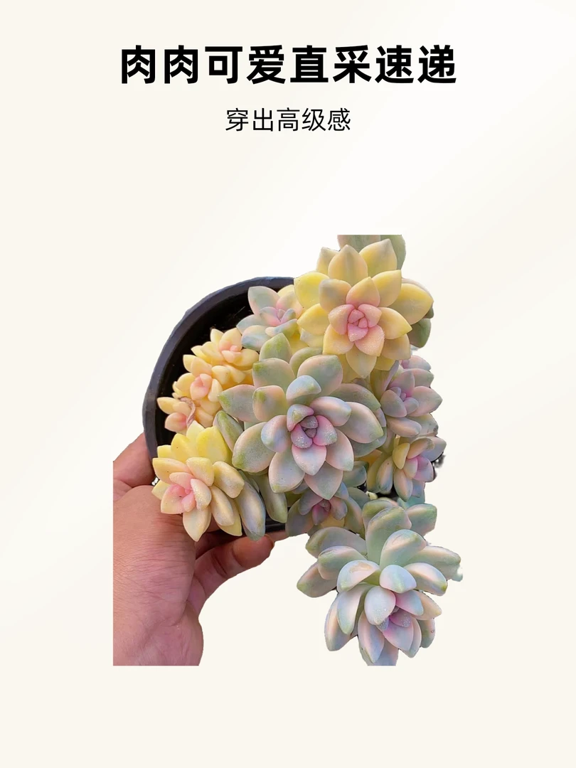 美杏3盆景  熊猫多肉  （满19.9包邮）