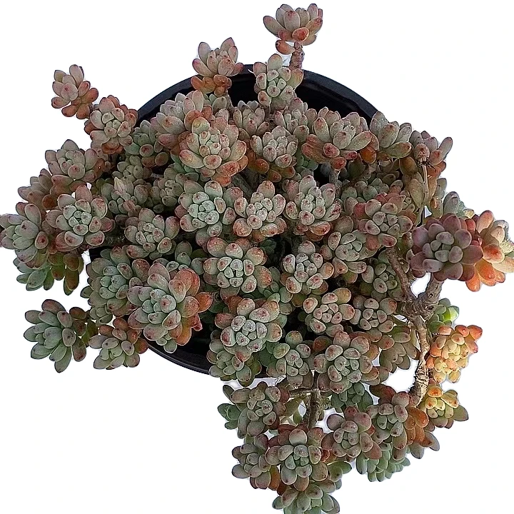 粉豆小精灵   熊猫多肉  （满19包邮）脱土发  庭院美观 净化空气